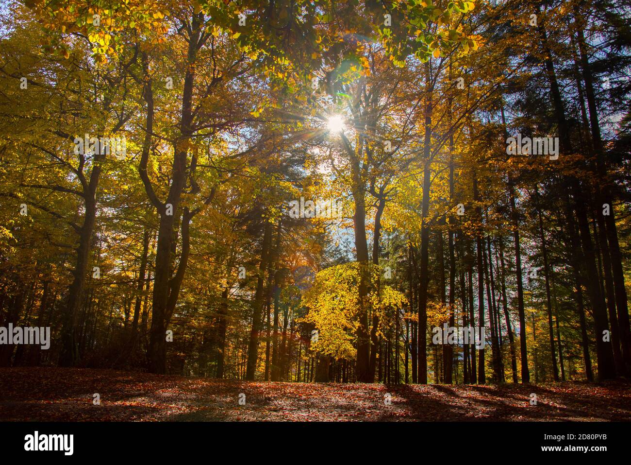 beautiful autumn forest in the vosges mountains in france Stock Photo