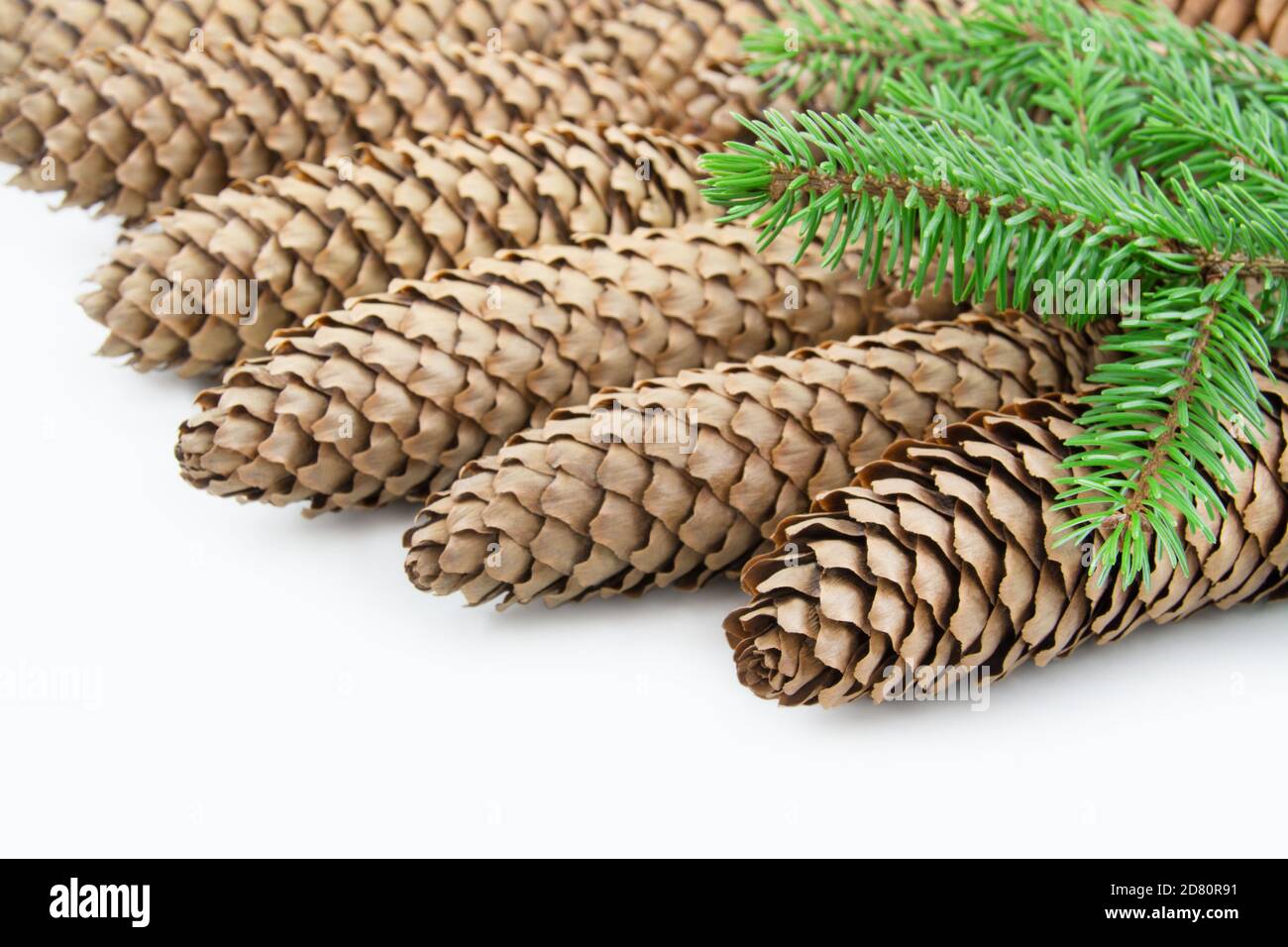 Spruce tree cones against white background Stock Photo
