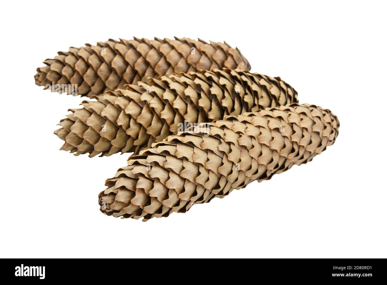 Three spruce tree cones isolated against white background Stock Photo