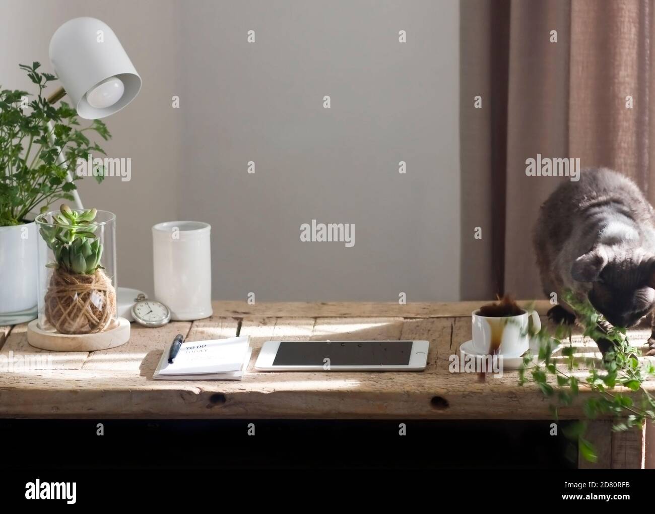 A cat causes chaos in a home office work space by playing with a plant and spilling a cup of coffee Stock Photo