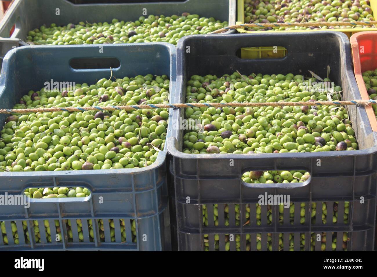 Olives harvested into plastic containers in the outskirts of Athens in Attica, Greece Stock