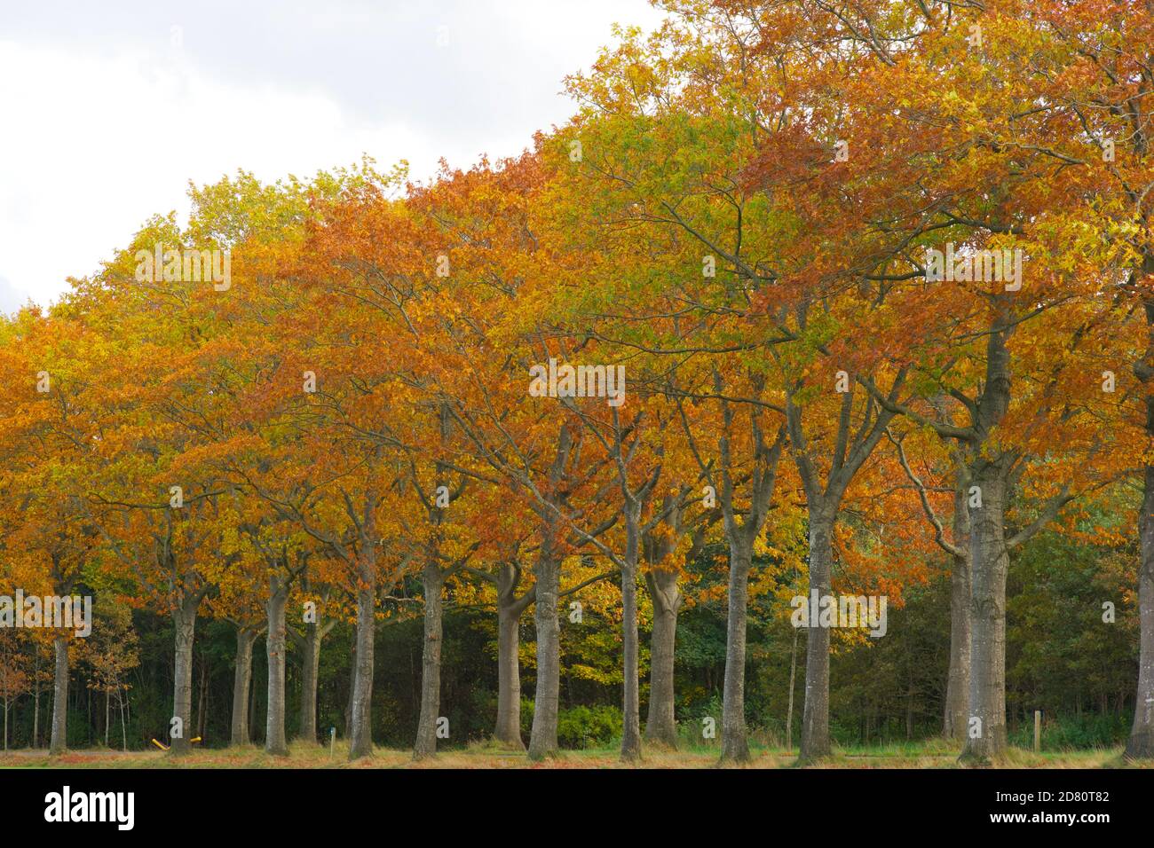 Autumn leaves changing color in park, line of trees along road in Vermont. Horizontal composition, copy space, full frame, color photograph. Stock Photo