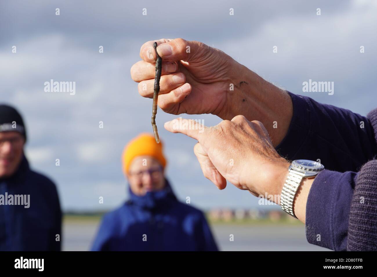 Lugworm in the Mud Flats. High quality photo Stock Photo