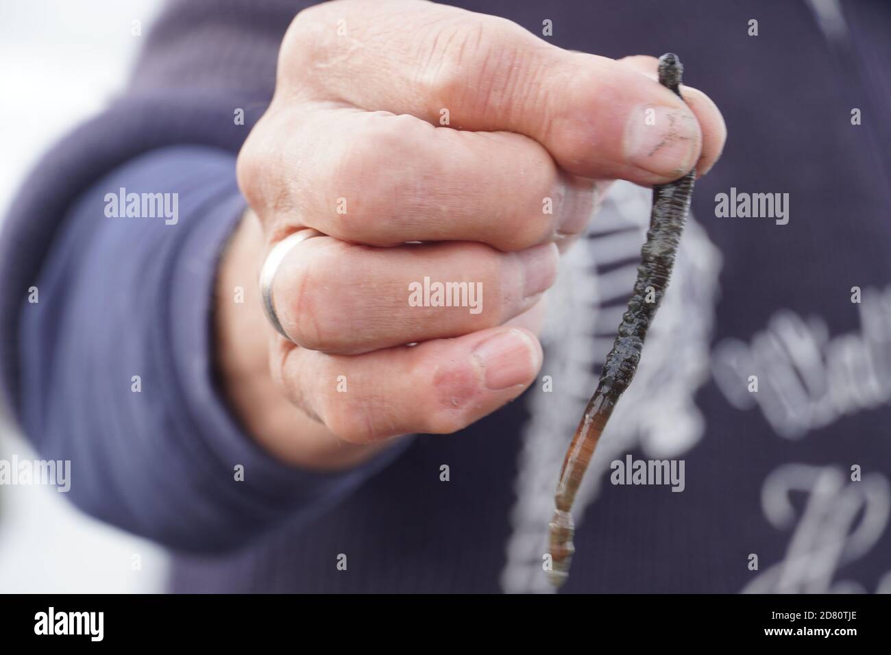 Lugworm in the Mud Flats. High quality photo Stock Photo