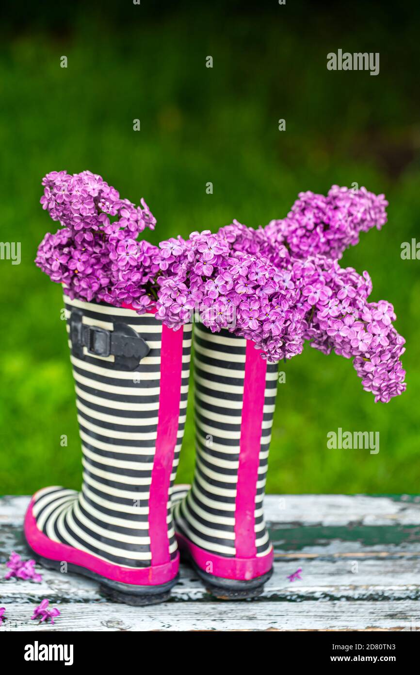 Rubber boots with a bouquet of Lilac flowers . creative concept Stock ...