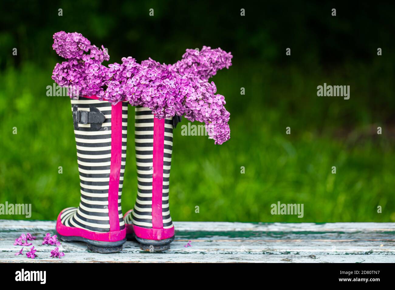 Rubber boots with a bouquet of Lilac flowers . creative concept Stock ...