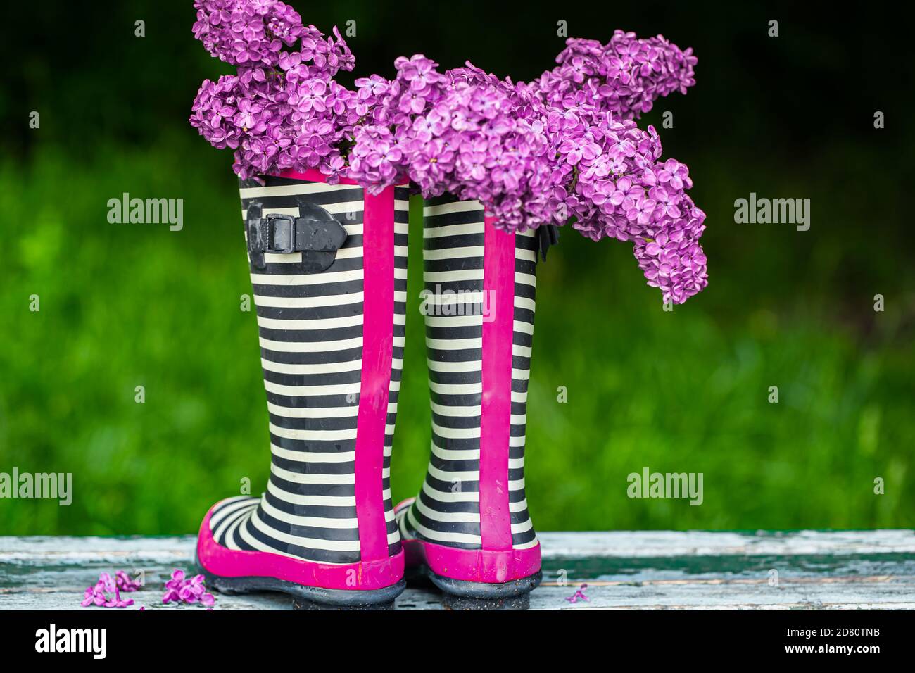 Rubber boots with a bouquet of Lilac flowers . creative concept Stock ...