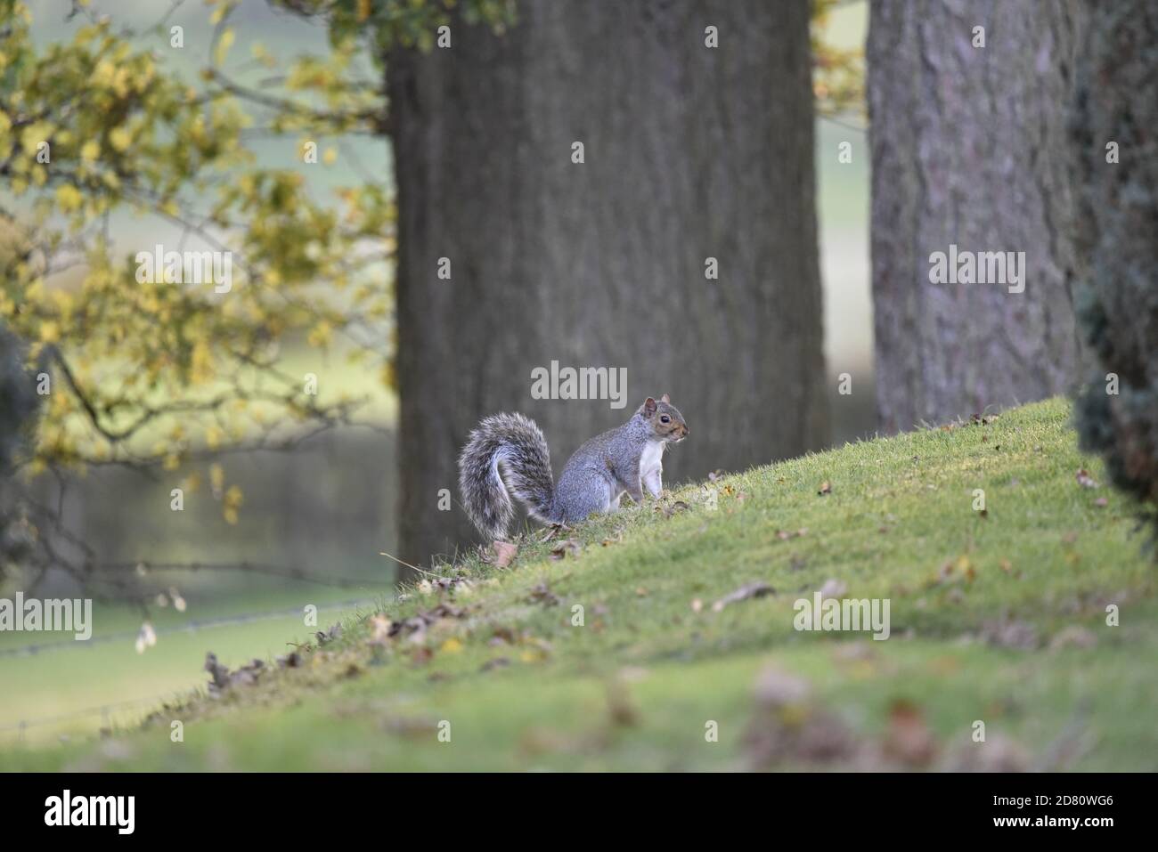 Grey Squirrel, Sciurus carolinensis, on a Grassy Hill in Mid-Wales, Late Autumn Stock Photo