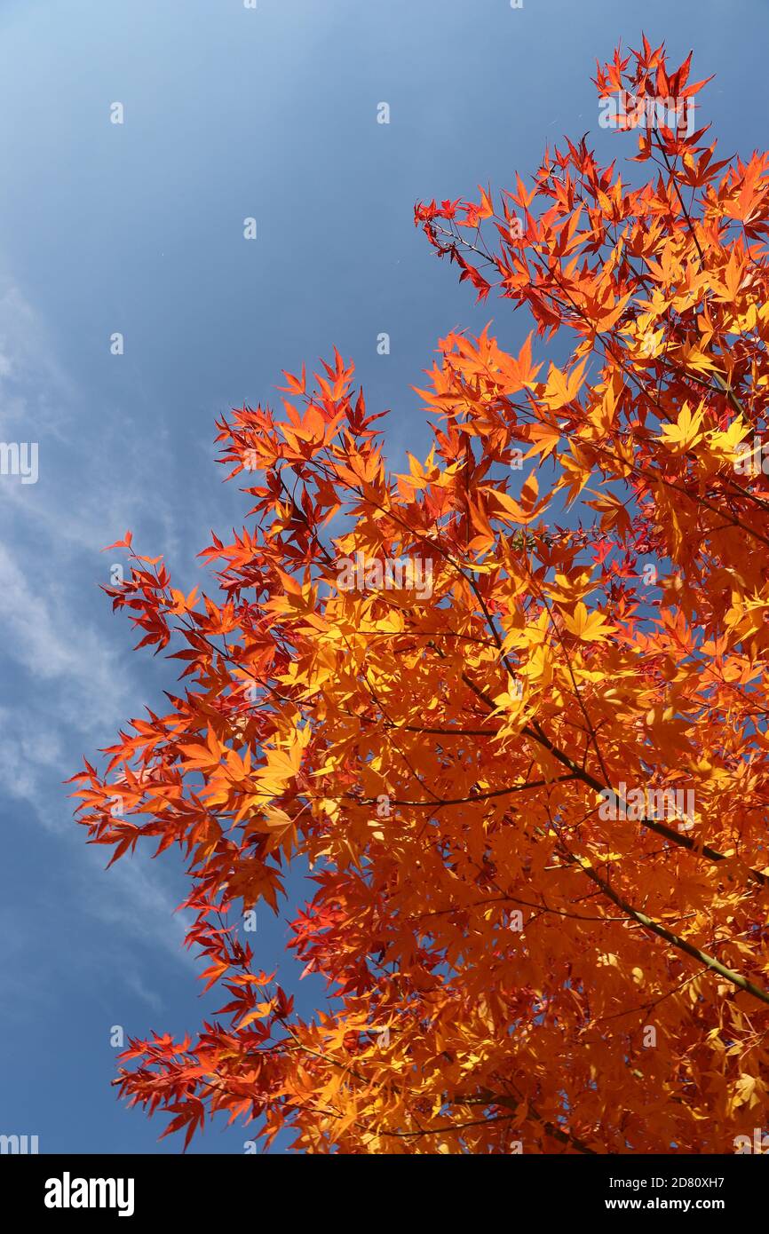 blue sky and colorful red maple in autumn in Germany Stock Photo - Alamy