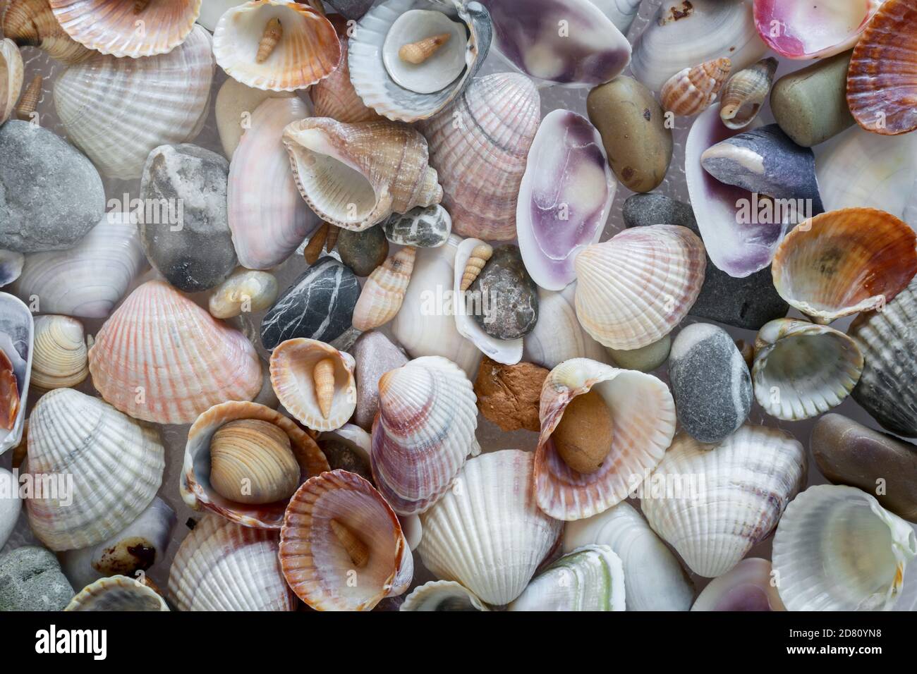 Small sea stones and various shells close up Stock Photo