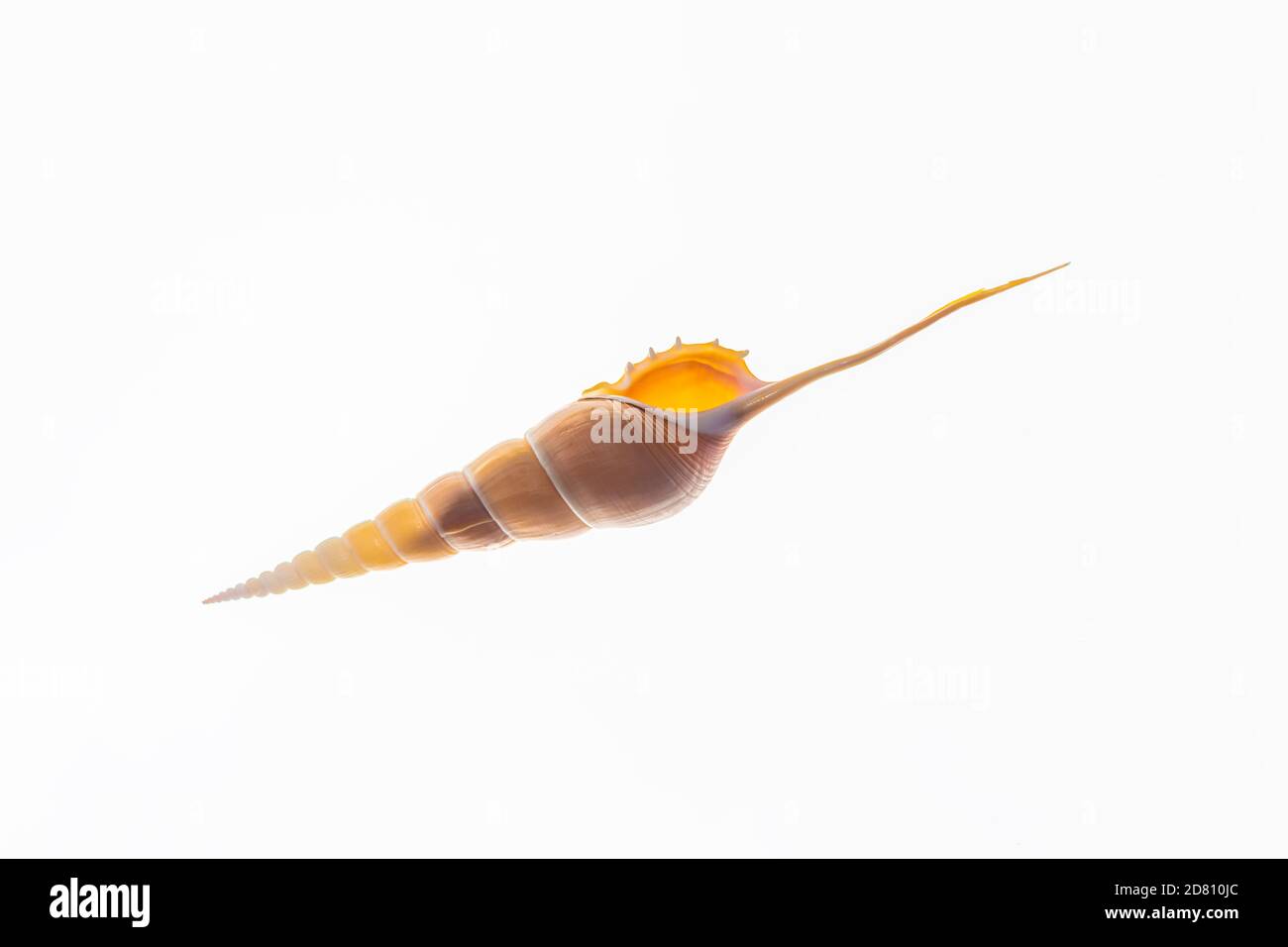 Mollusc Long shell on a white background, macro photography (photomacrography, macrography, macrophotography) Stock Photo