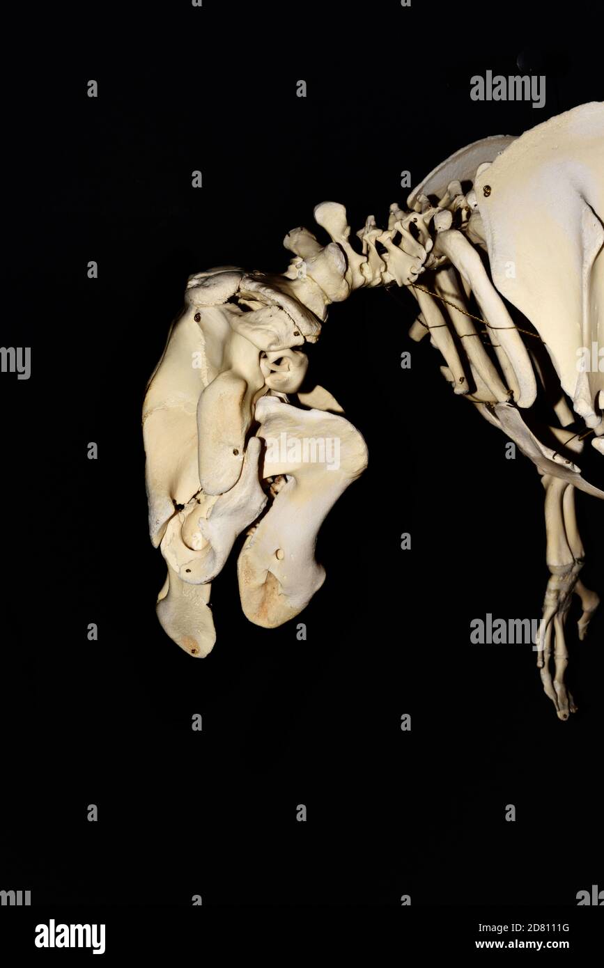 Skull & Skeleton of North American Manatee aka West Indian Manatee, or Florida Manatee, Trichechus manatus latirostris, in Castellane Museum Provence Stock Photo