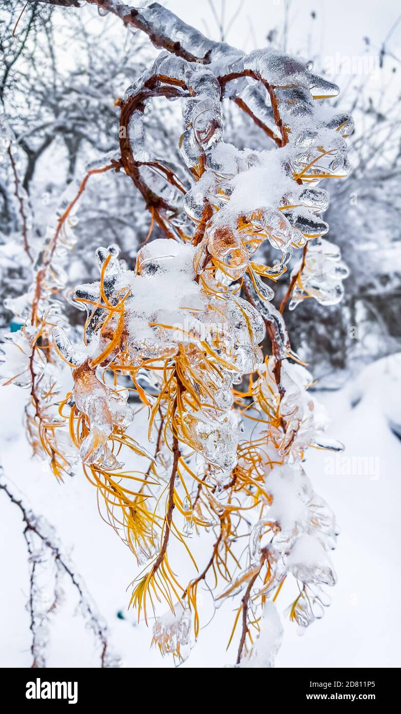 Branches of a tree covered with ice and snow Stock Photo - Alamy