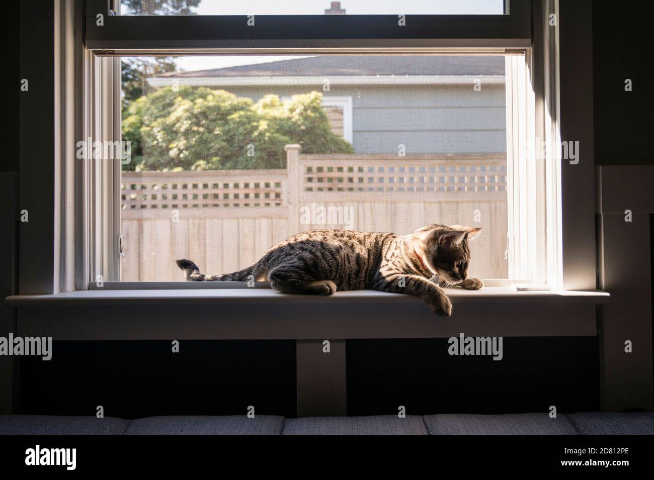 One Tabby Cat Lounging on a Window Sill in Seattle, WA Stock Photo - Alamy