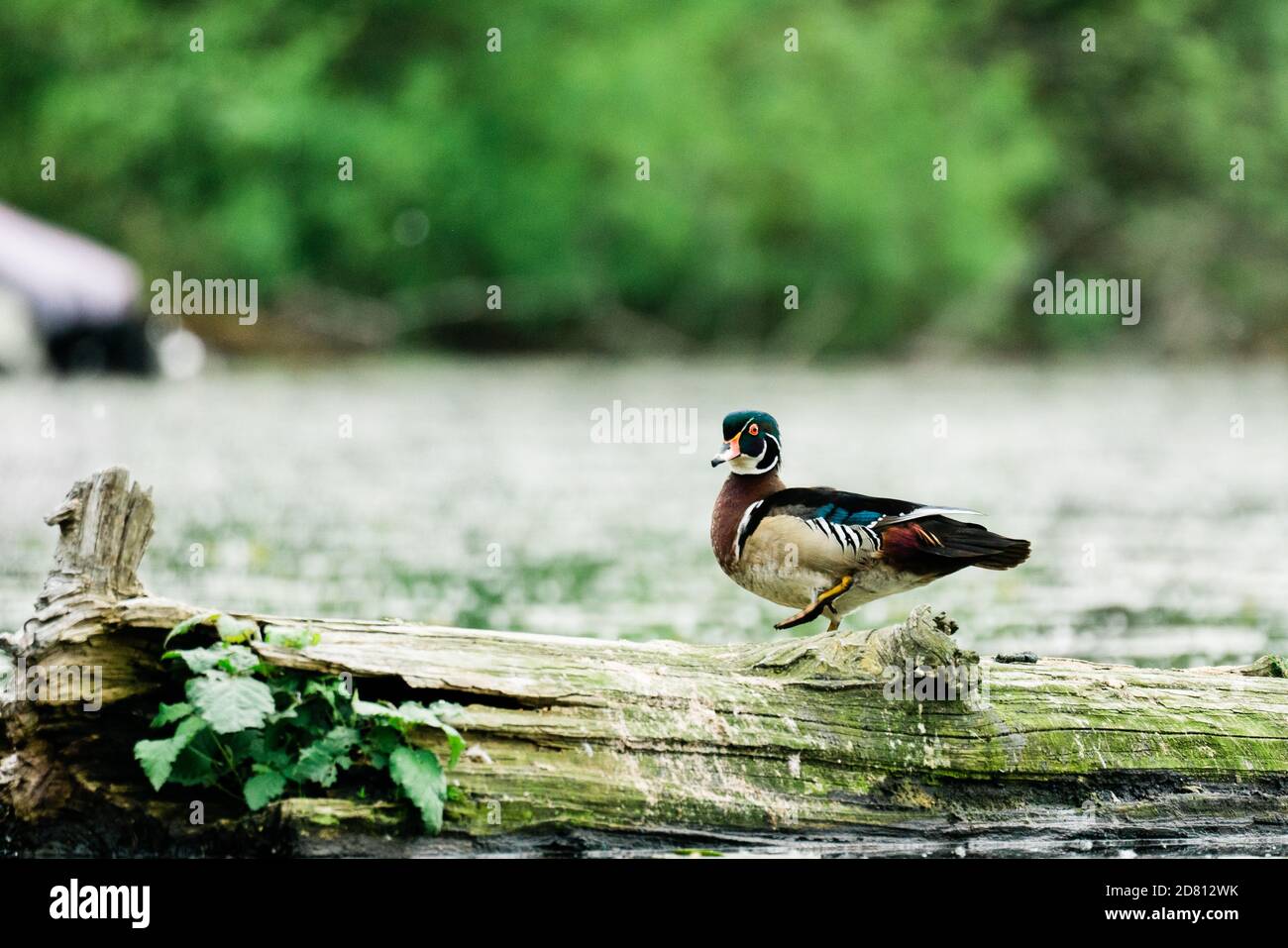 Side view of a Wood Duck standing on a log in Lake Washington Stock Photo Alamy