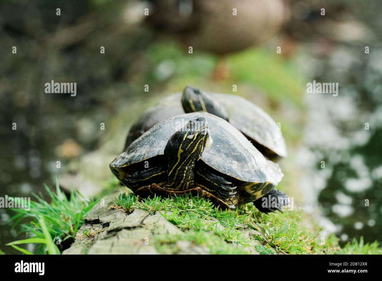 View of Two wild red-eared sliders on a moss-covered log in a pond Stock Photo ...