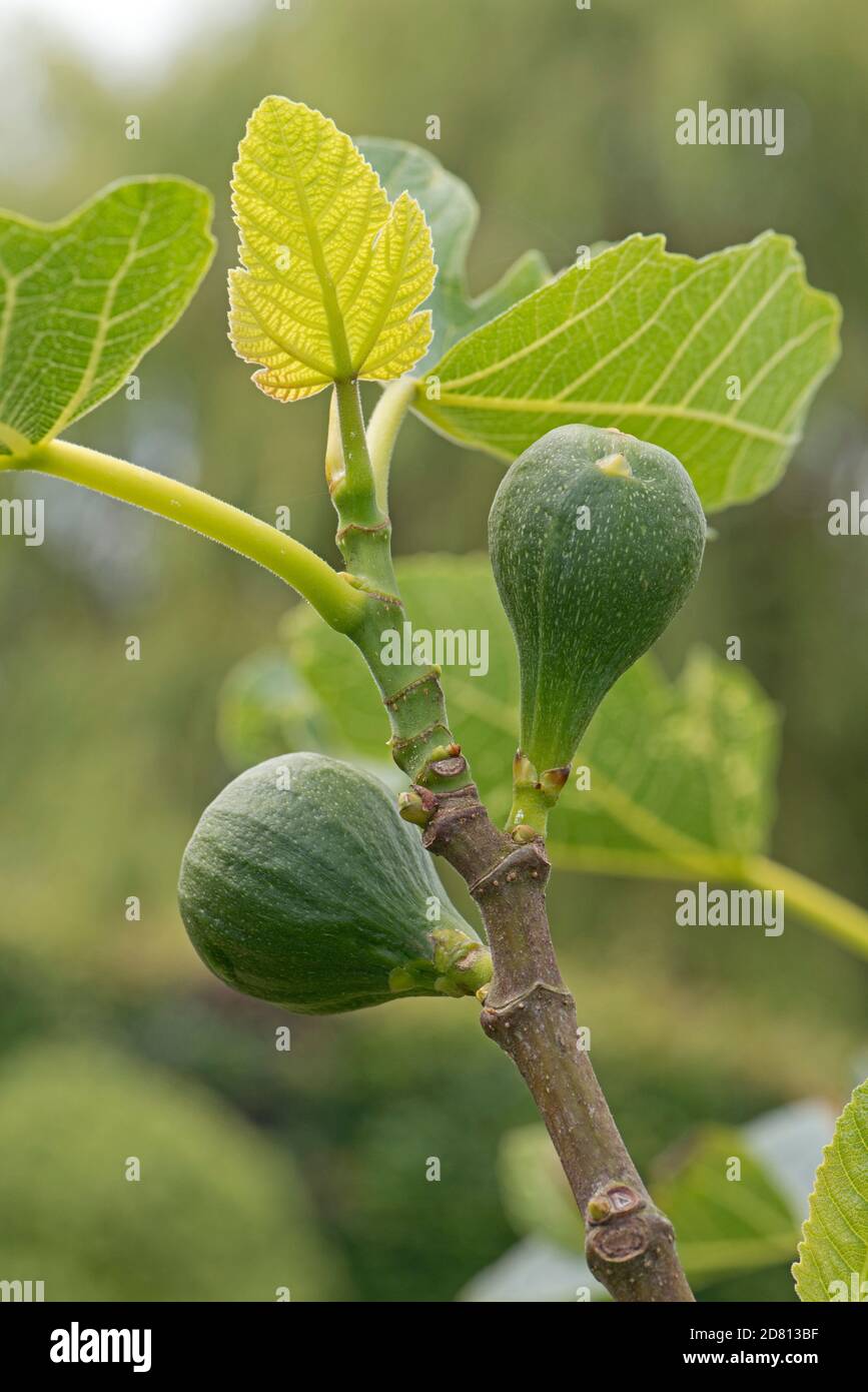 Immature but swelling fruit before ripening on a small fig tree variety 'Brown Turkey'with young fresh leaves, Berkshire, June Stock Photo