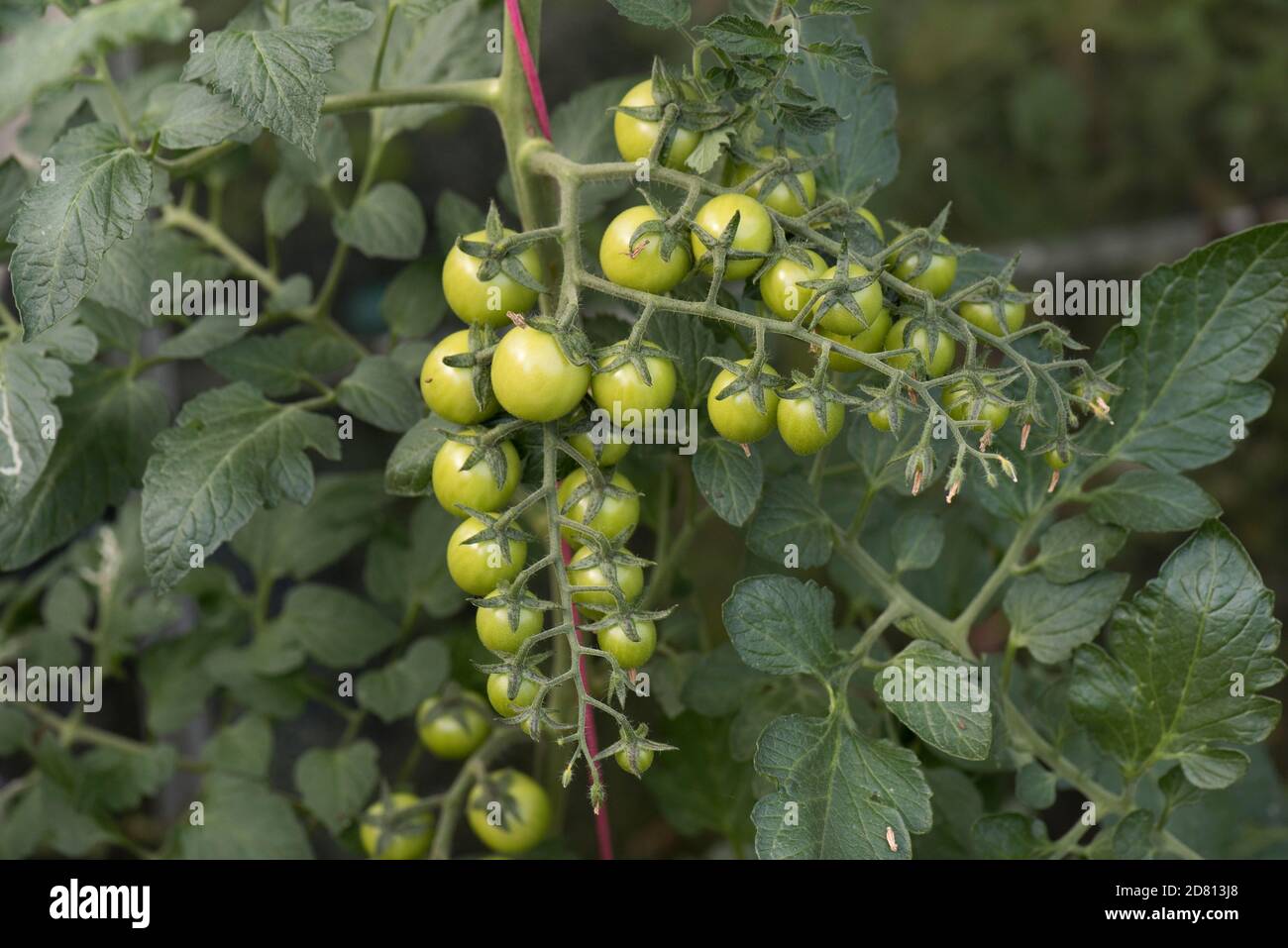 Glasshouse grown cherry tomatoes variety 'Sweet Million' small expanding fruit in multiple trusses, Berkshire, June Stock Photo