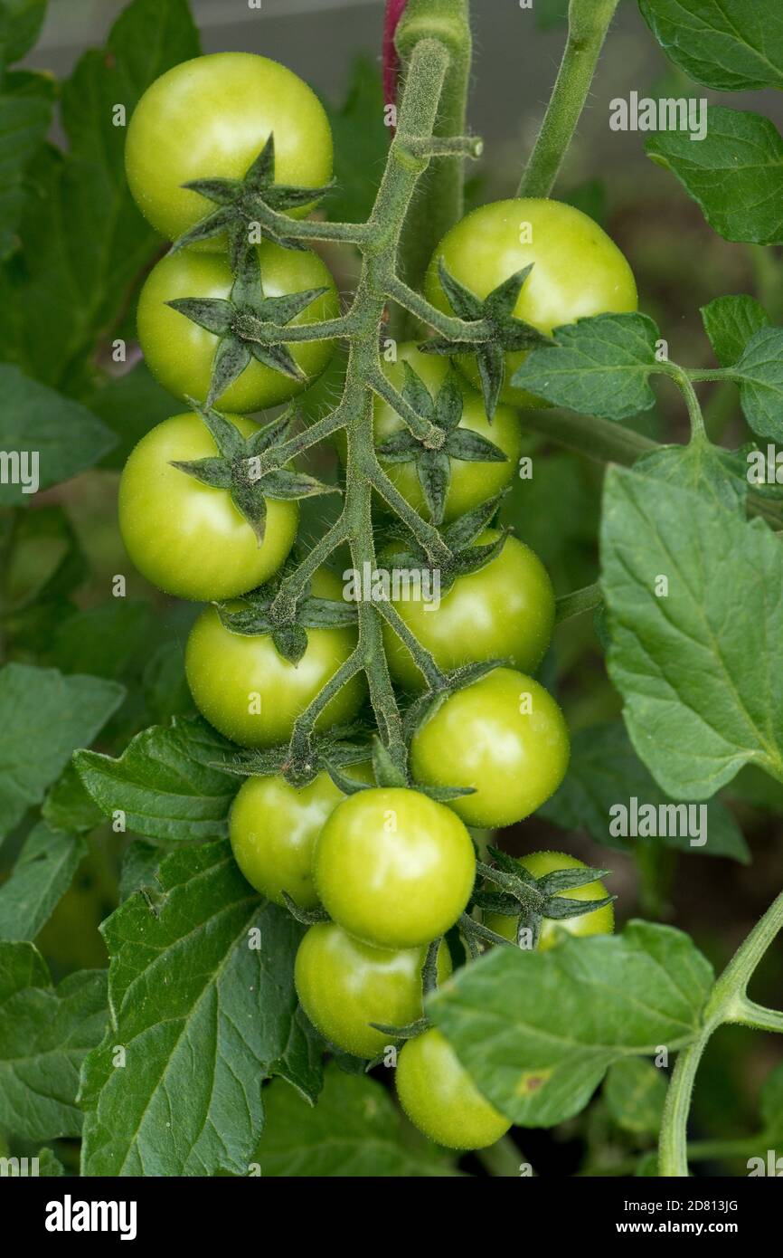 Glasshouse grown cherry tomatoes variety 'Sweet Million' expanding green fruit on a single truss, Berkshire, July Stock Photo