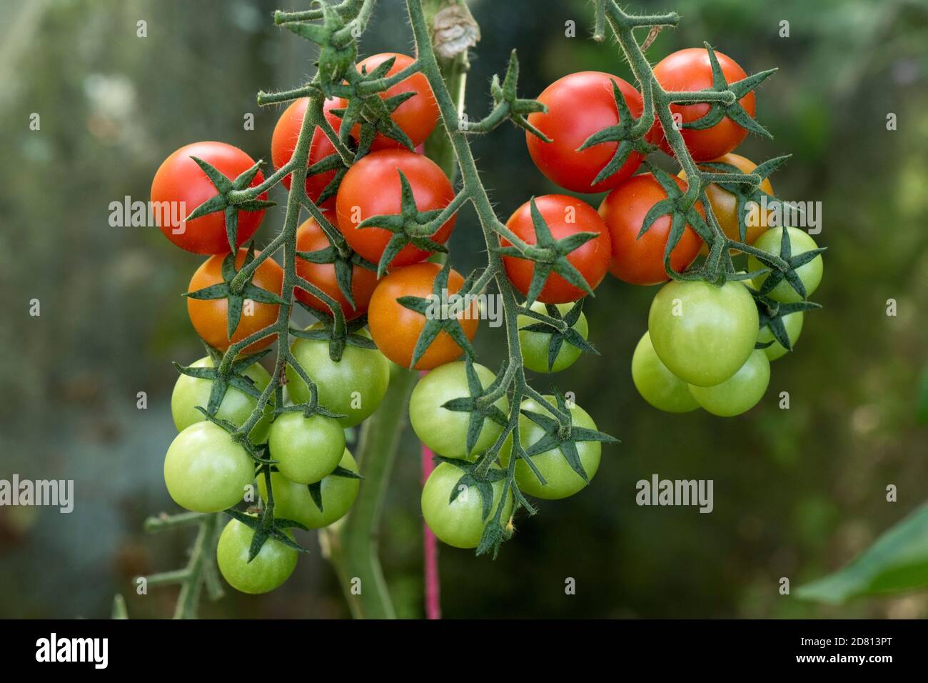 Glasshouse grown cherry tomatoes variety 'Sweet Million' green and red ripening fruit on multiple trusses, Berkshire, August Stock Photo