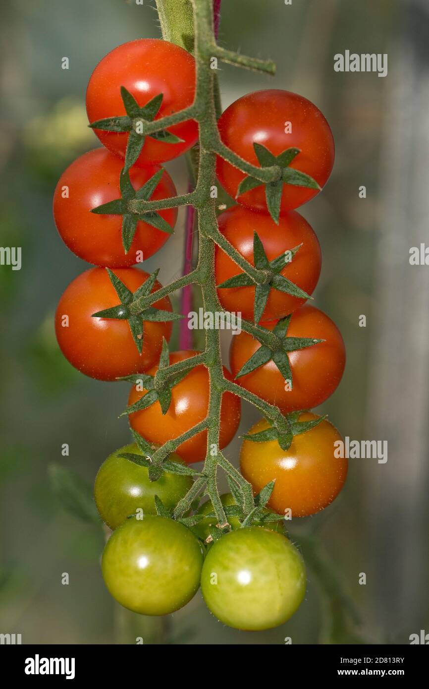 Glasshouse grown cherry tomatoes variety 'Sweet Million' ripening red and red/green fruit on a single truss, Berkshire, August Stock Photo