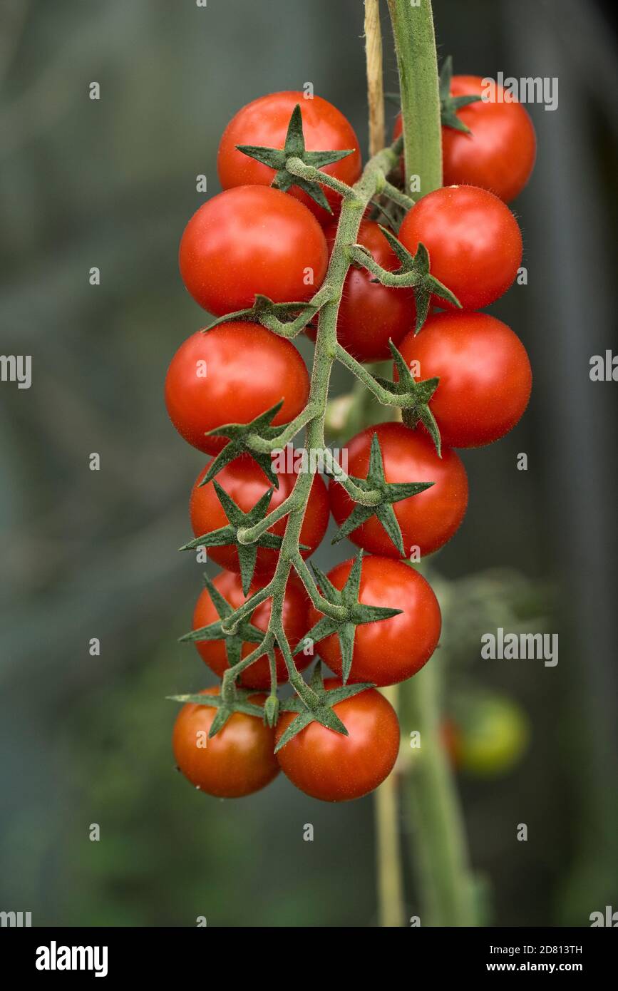 Glasshouse grown cherry tomatoes variety 'Sweet Million' uniform ripe fruit on a truss, Berkshire, August Stock Photo
