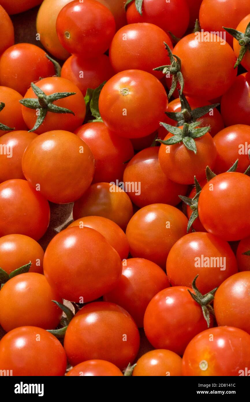 Glasshouse grown cherry tomatoes variety 'Sweet Million' bright red harvested cherry tomatoes in a trug after picking, Berkshire, August Stock Photo