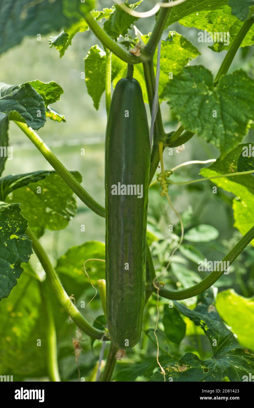 Mature cucumber hi-res stock photography and images - Alamy