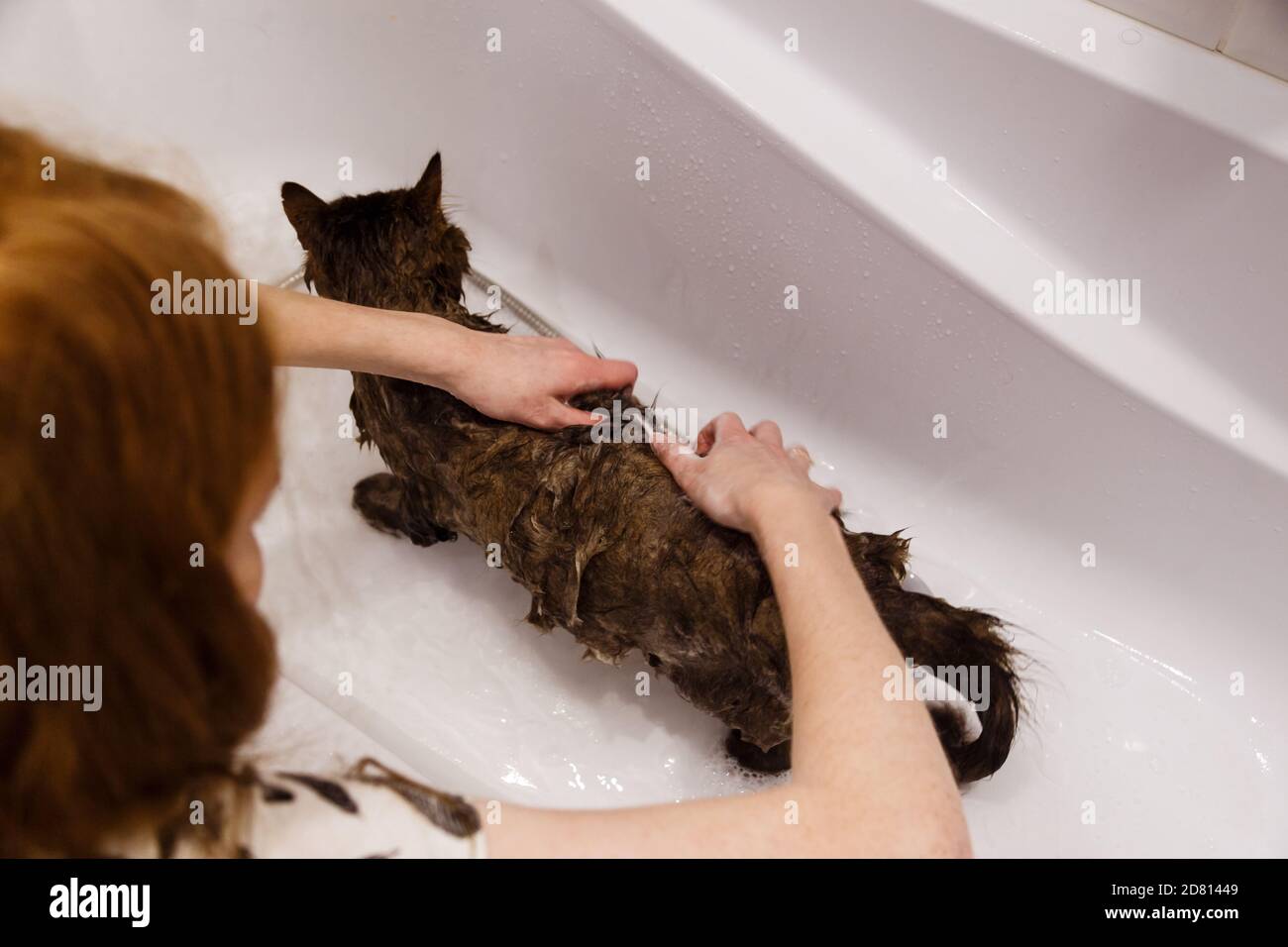 Washing the cat in the bathroom. Wet cat in the bathtub having shower