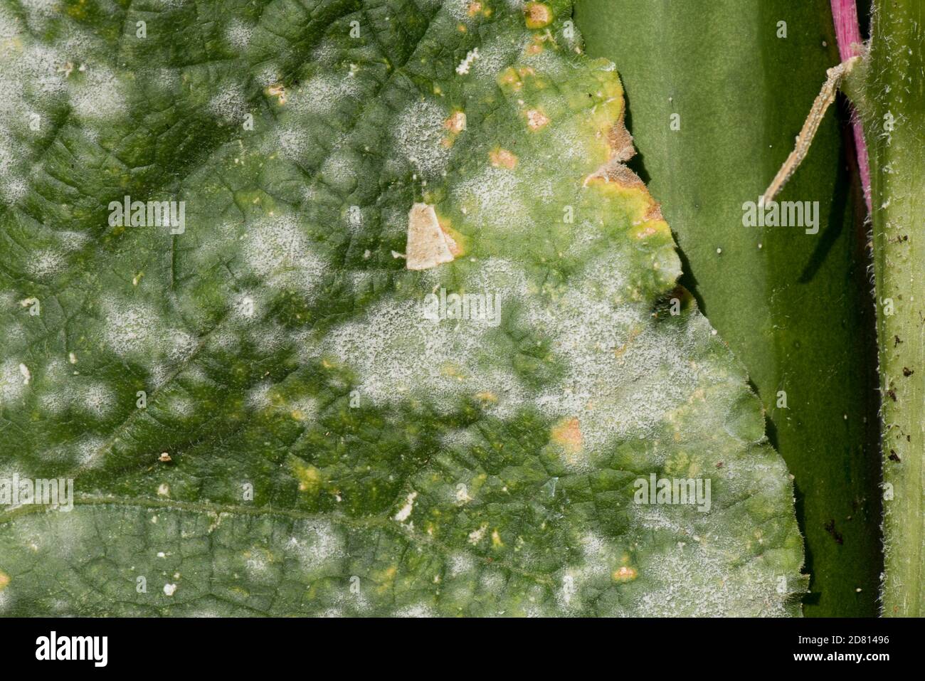Cucumber powedery mildew (Podosphaera fuliginea) white fungal mycelium on leaves of a fruiting cucurbit plant, Berkshire, September Stock Photo