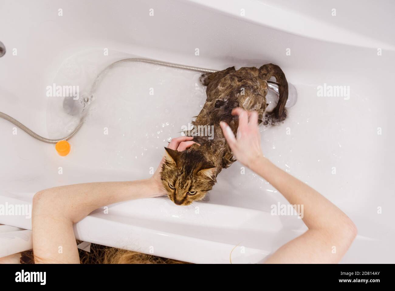 Washing the cat in the bathroom. Wet cat in the bathtub having shower
