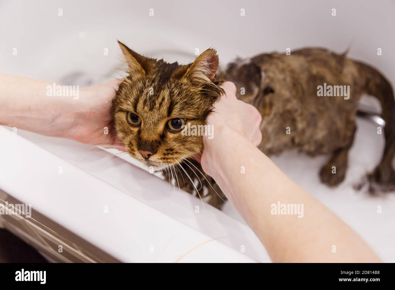 Washing the cat in the bathroom. Wet cat in the bathtub having shower ...