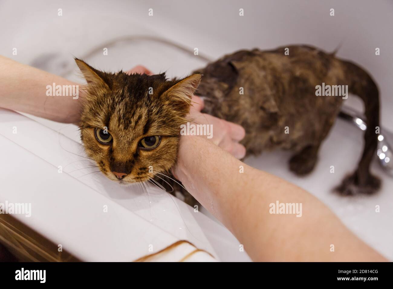 Washing the cat in the bathroom. Wet cat in the bathtub having shower