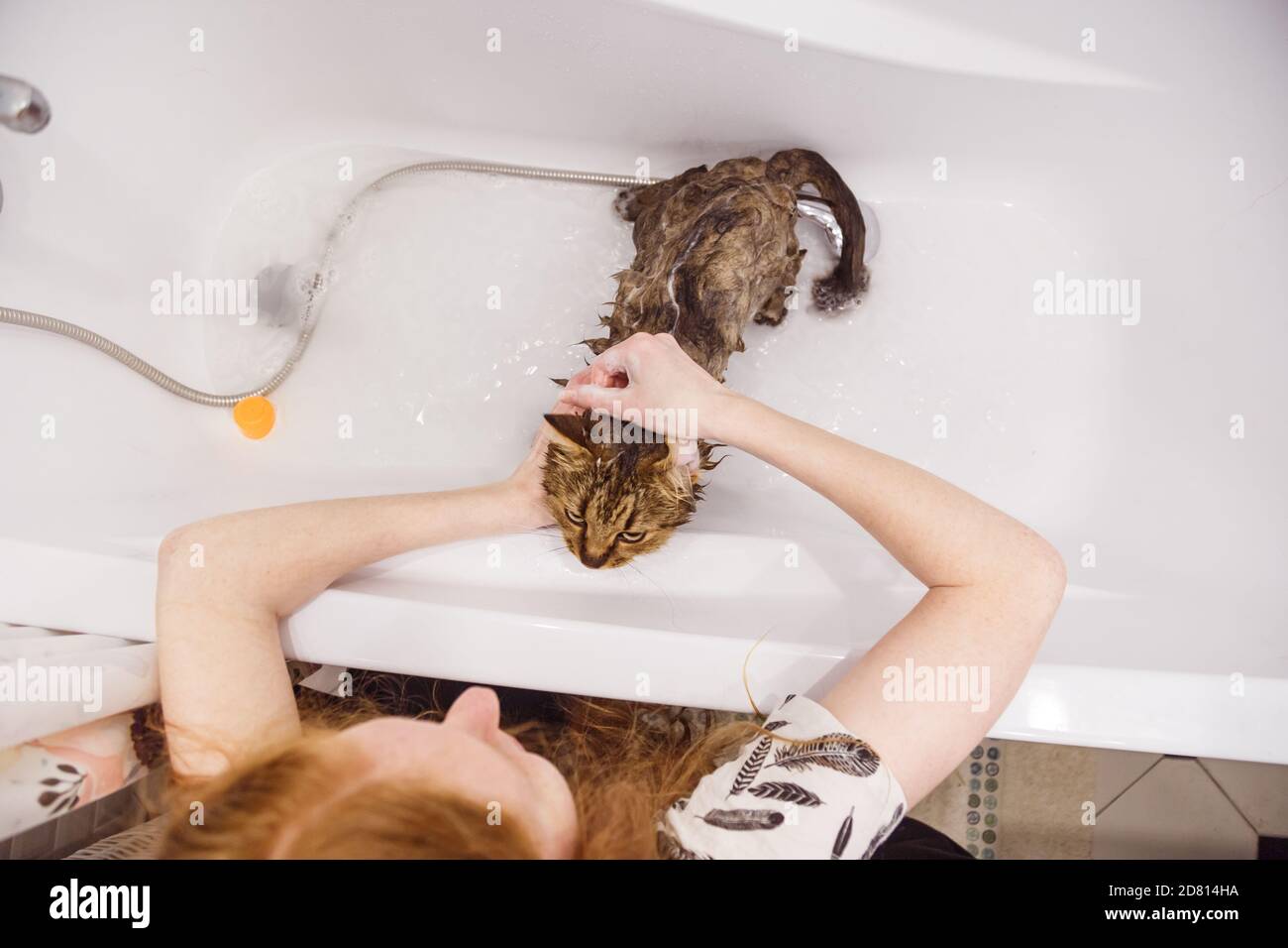Washing the cat in the bathroom. Wet cat in the bathtub having shower ...