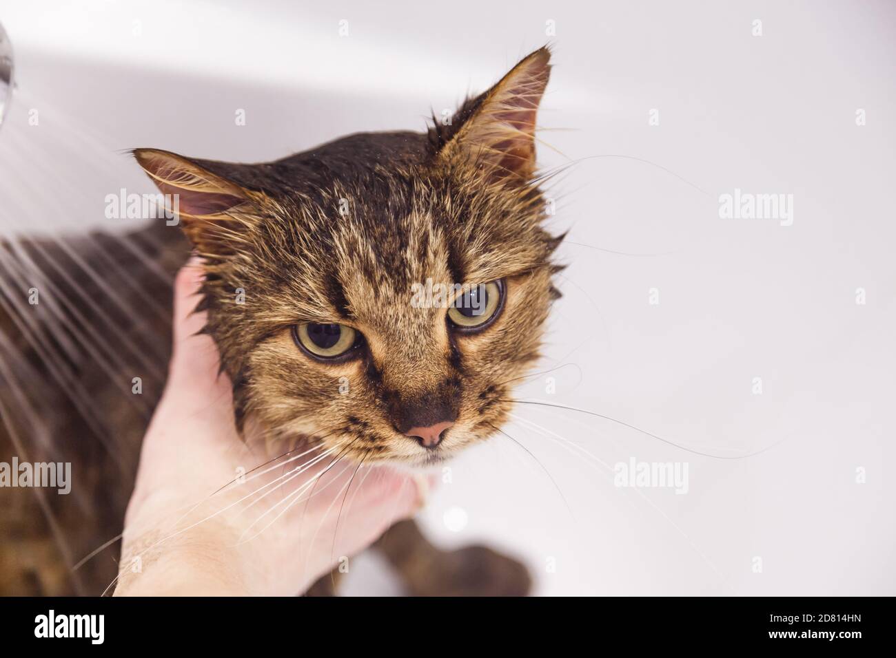 Washing the cat in the bathroom. Wet cat in the bathtub having shower.  Confused or angry cat fear of water Stock Photo - Alamy