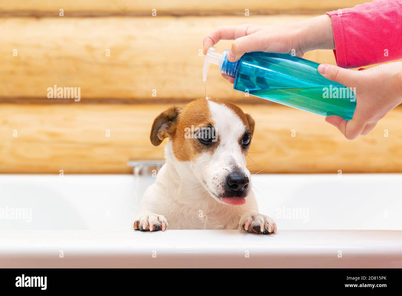 A child washes his dog Jack Russell Terrier with shampoo or soap in the bathroom. Taking care of the health of pets. Prevention of fleas and parasites Stock Photo