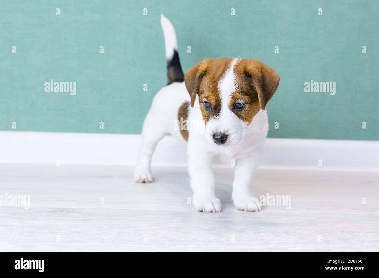 A beautiful white puppy of Jack Russell Terrier with brown spots is standing, looking down to side, against background of a green wall. Dog training, Stock Photo