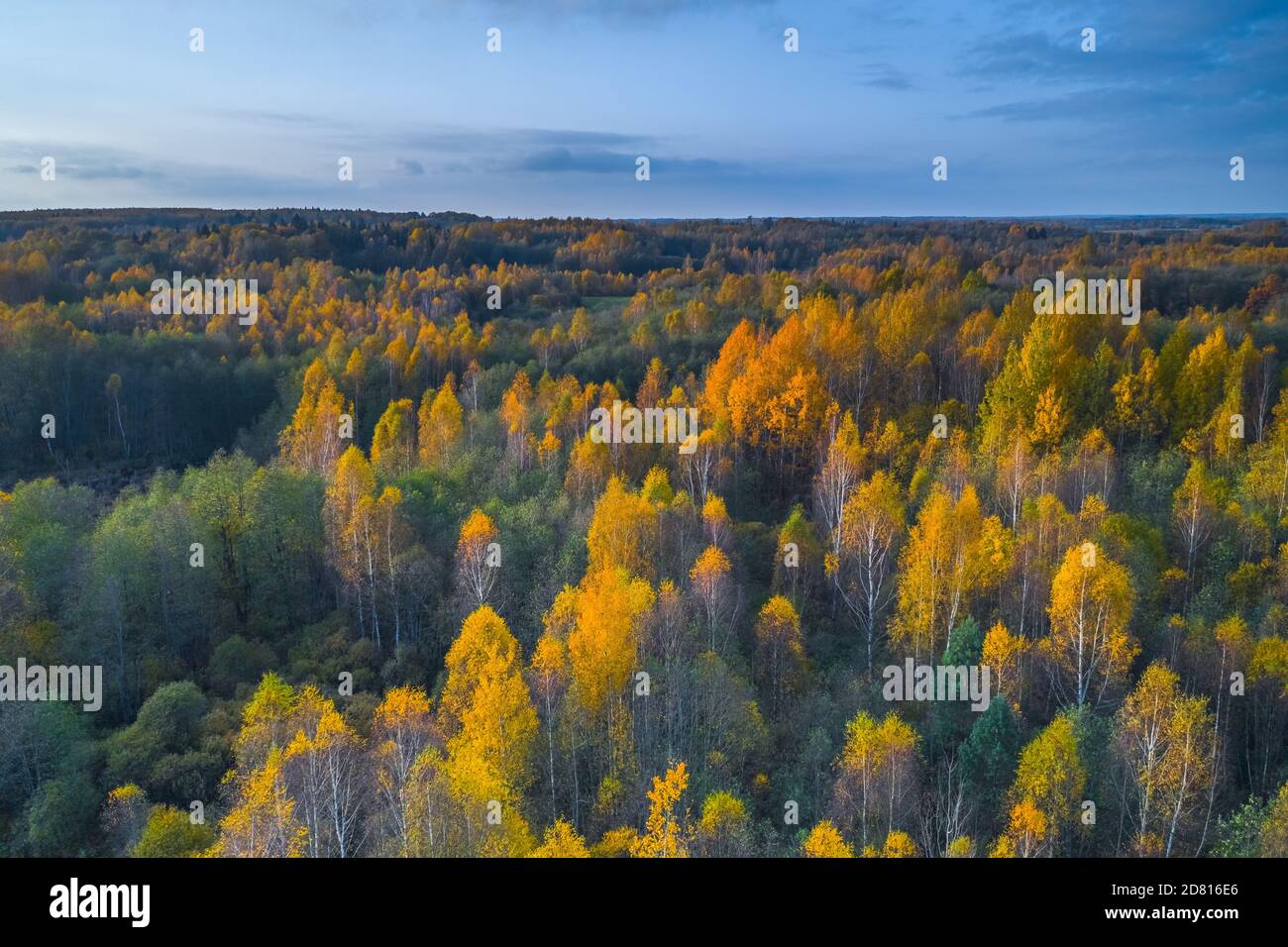 Aerial view of colored forest in autumn. Beautiful autumn forest with ...