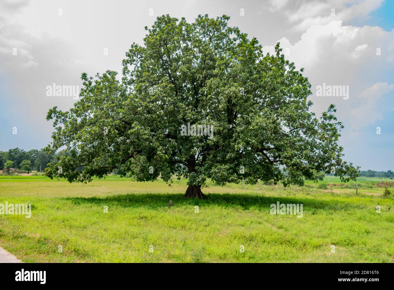 Indian Big mahuwa tree close view in an rural village field. close view of indian Mahua longifolia tree with blue sky in day time. Stock Photo