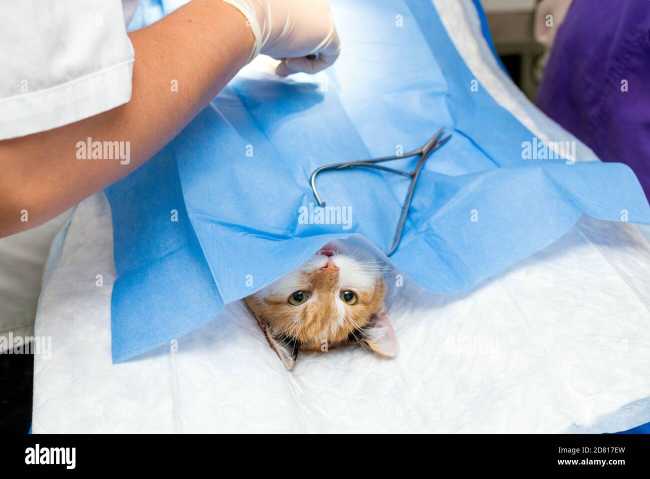 Closeup image cat on the operating table and veterinary surgery. cat abdominal surgery at veterinary clinic Stock Photo