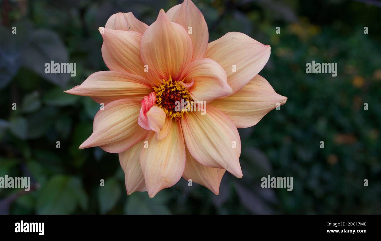 Single soft apricot coloured daisy type chrysanthemum flower in garden Stock Photo