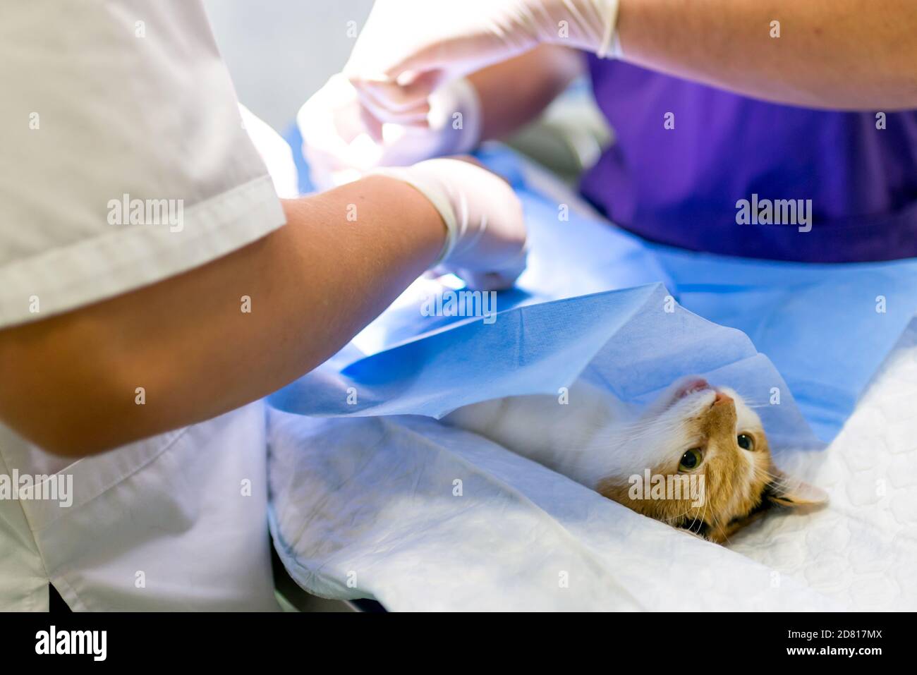 Closeup image cat on the operating table and veterinary surgery. cat abdominal surgery at veterinary clinic Stock Photo