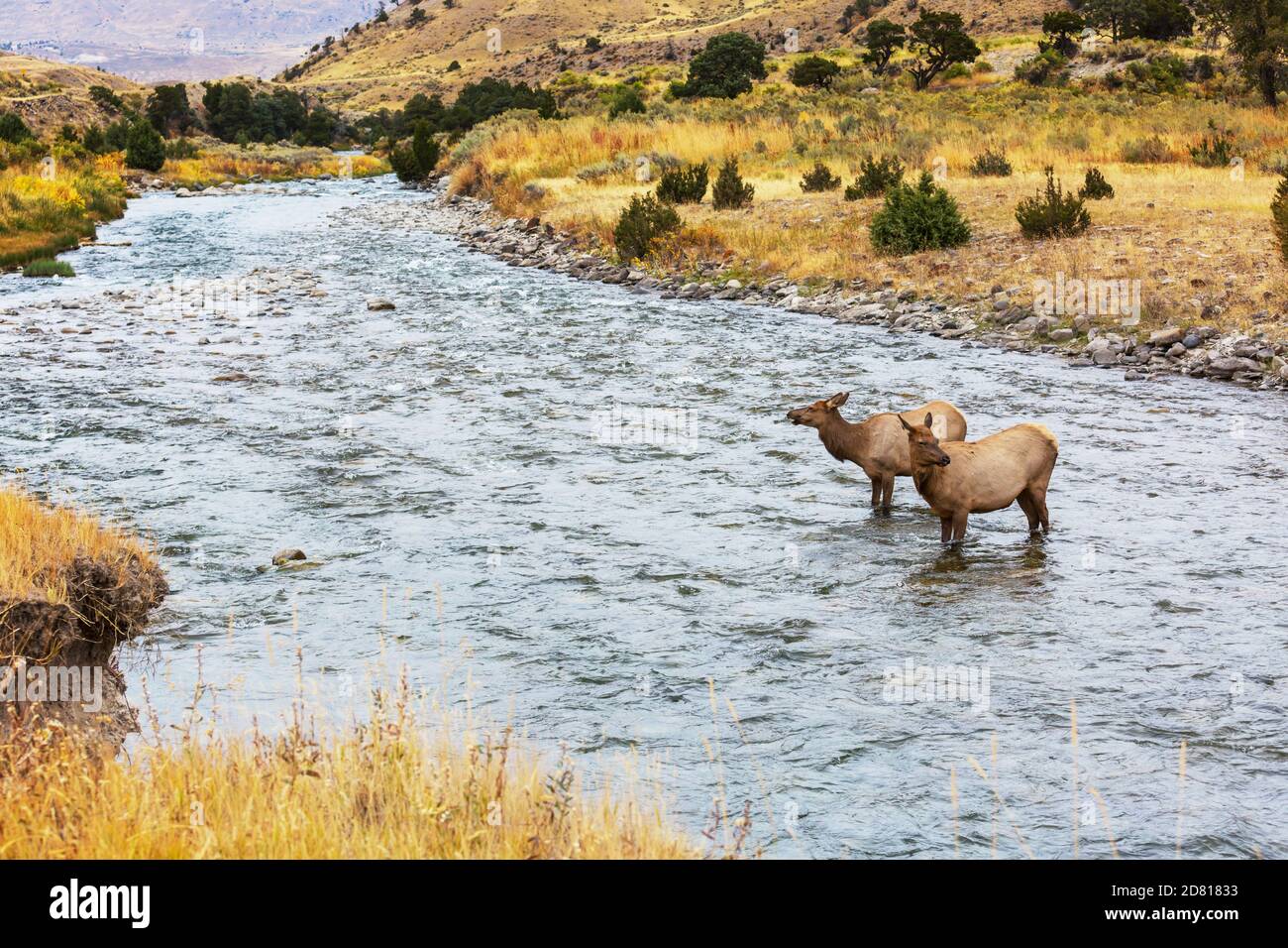 elks stands in the water in the boiling river in Yellowstone National ...