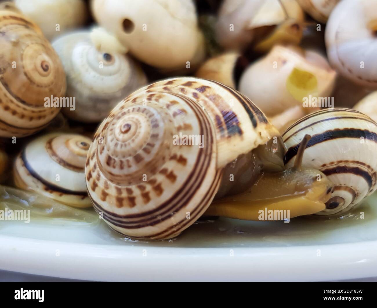 Close-up of cooked snails. A Typical portuguese snack Stock Photo