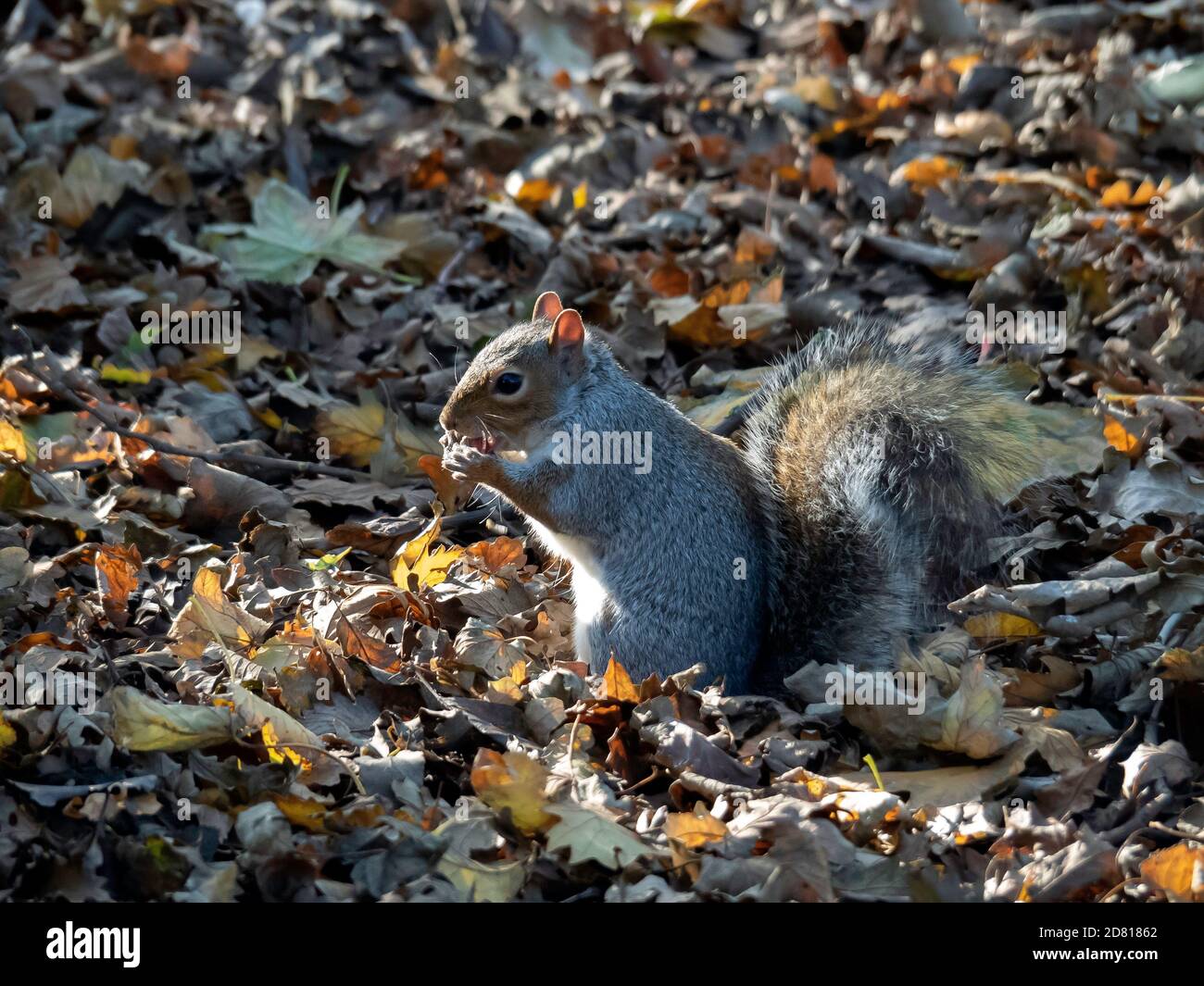 A Grey Squirrel Sciurus carolinensis in autumn on a bed of dry leaves and eating a nut Stock Photo