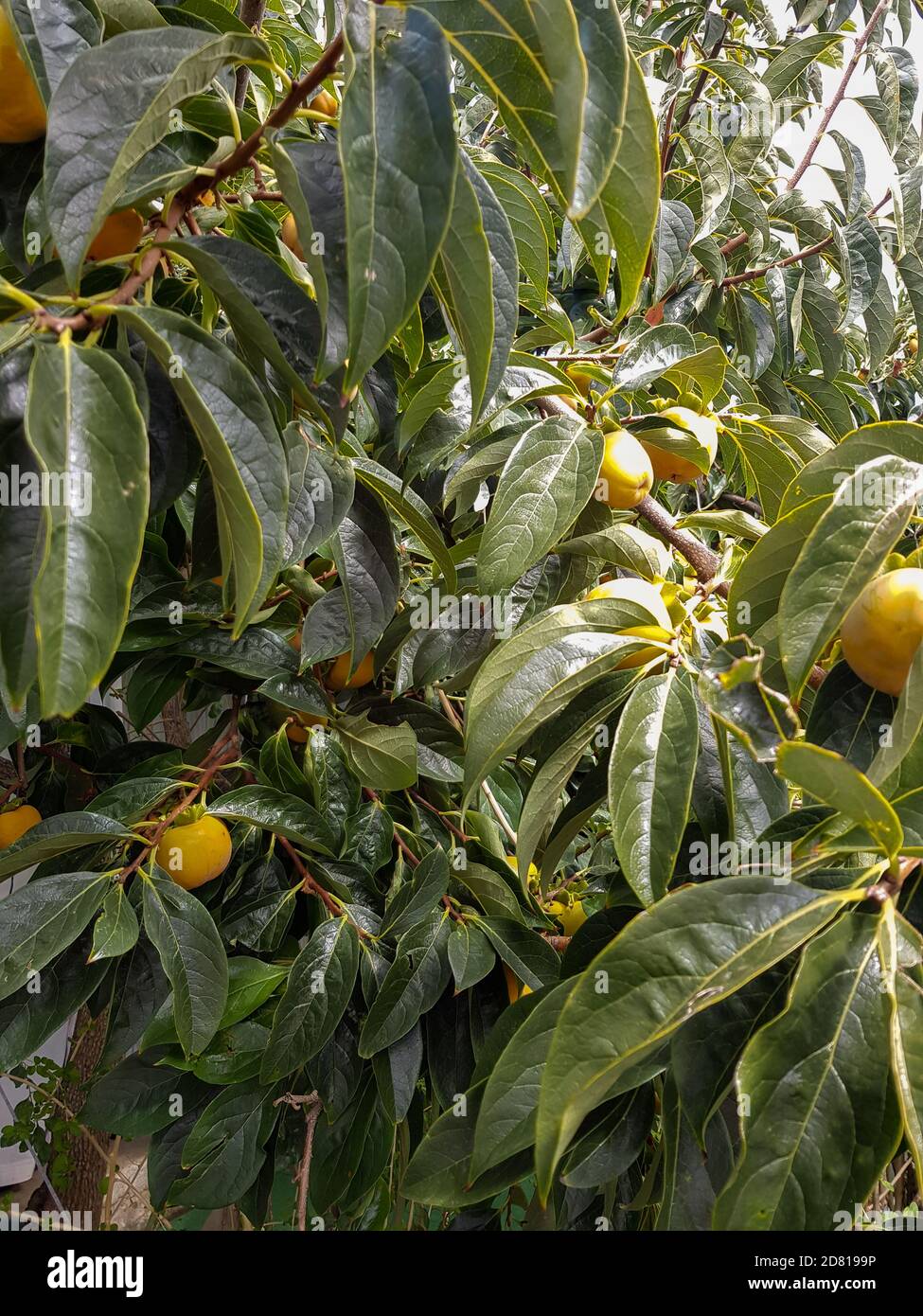 Persimmon Tree With Green Leaves And Persimmons Stock Photo Alamy