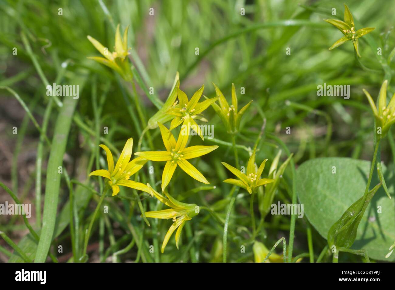 Yellow  star-of-Bethlehem (Gagea lutea) flowers in spring, close up shot, local focus Stock Photo