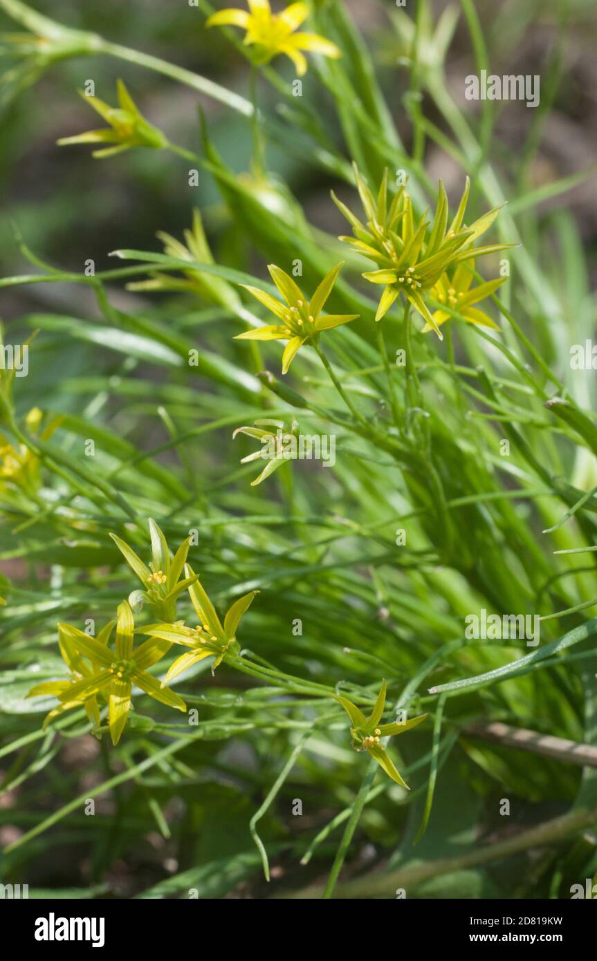 Yellow  star-of-Bethlehem (Gagea lutea) flowers in spring, close up shot, local focus Stock Photo