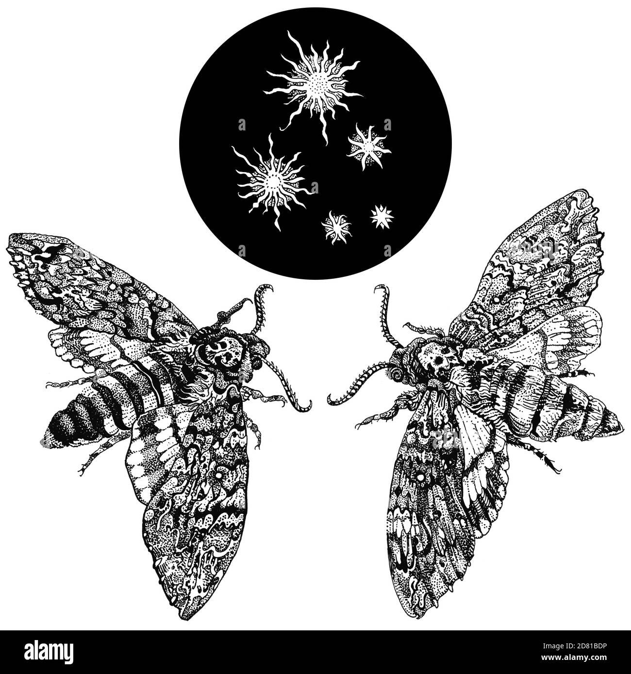Acherontia Styx or Death's-head hawkmoth. Hand drawn ink pen illustration isolated black on white. T shirt print, tattoo design in dotwork style. Stock Photo