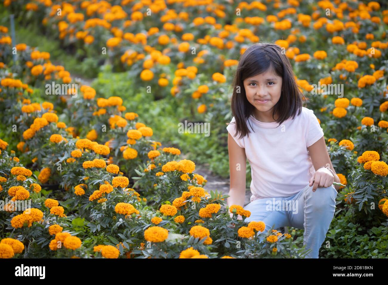 Little Mexican girl walking and watering cempasuchil plants on the field Stock Photo